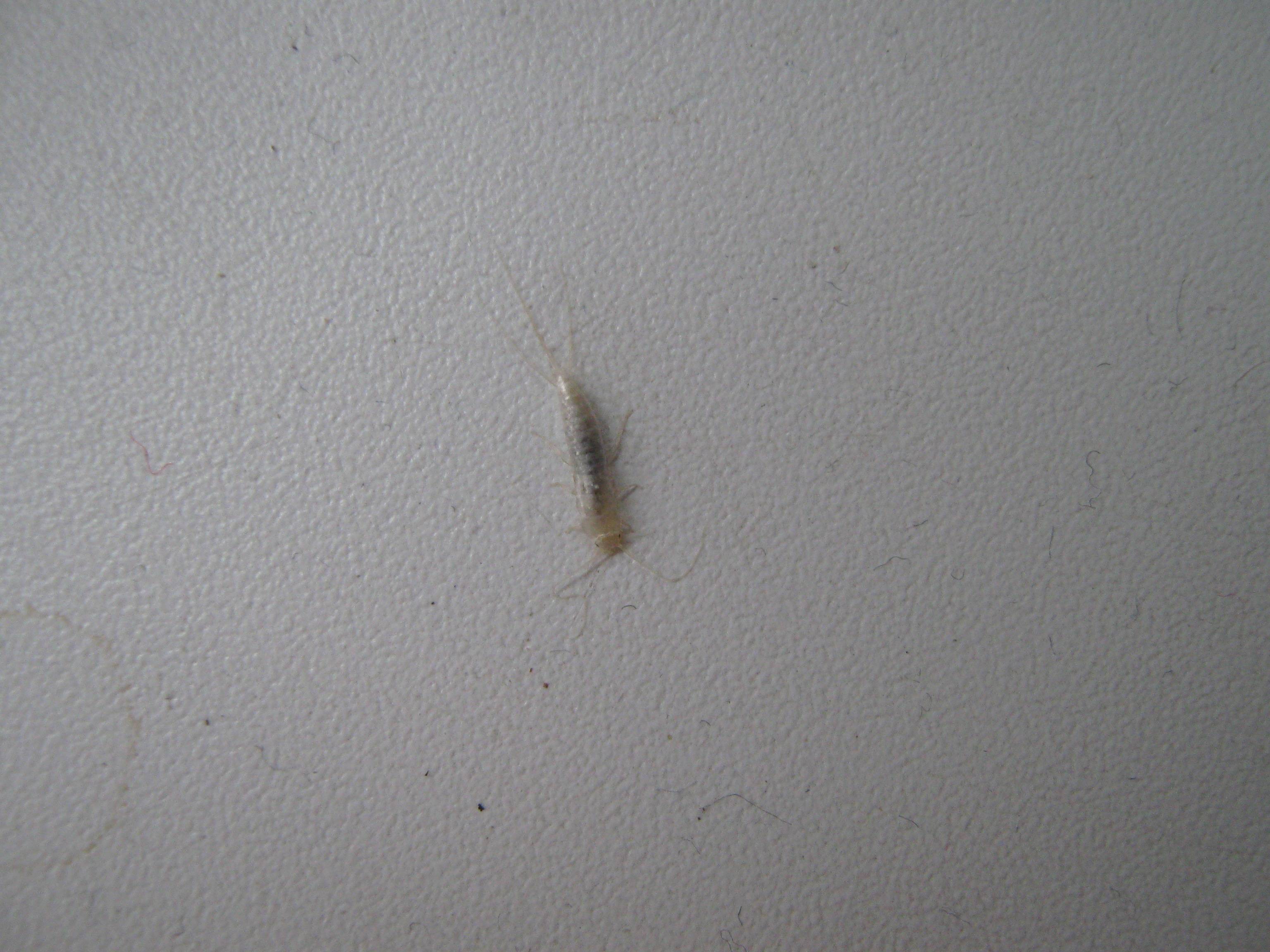 Почему в ванной завелись насекомые и что при этом делать