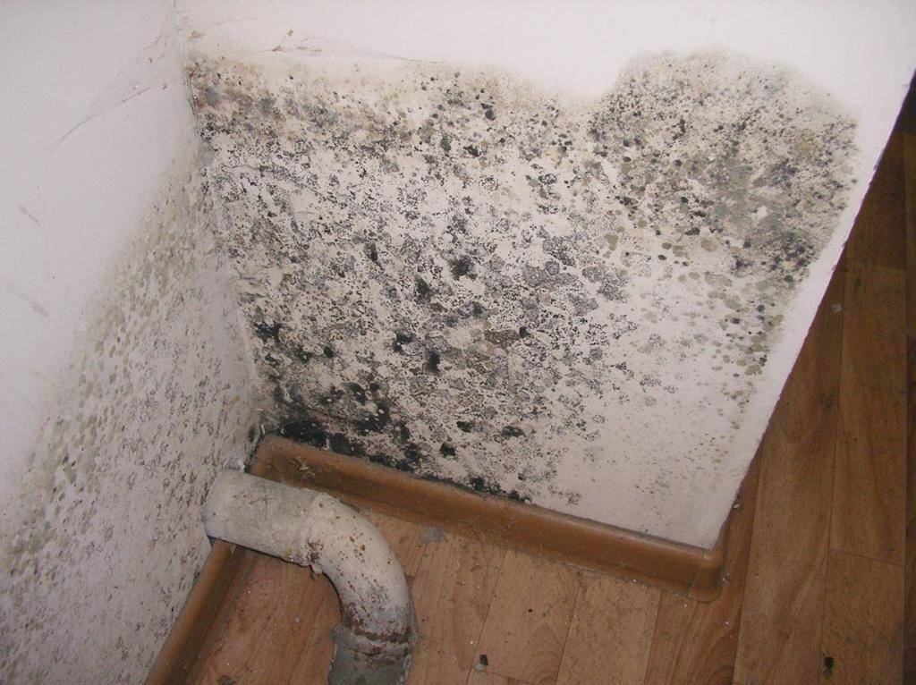 Как избавиться от плесени и грибка в квартире на стенах. потолке - стэл-инвест