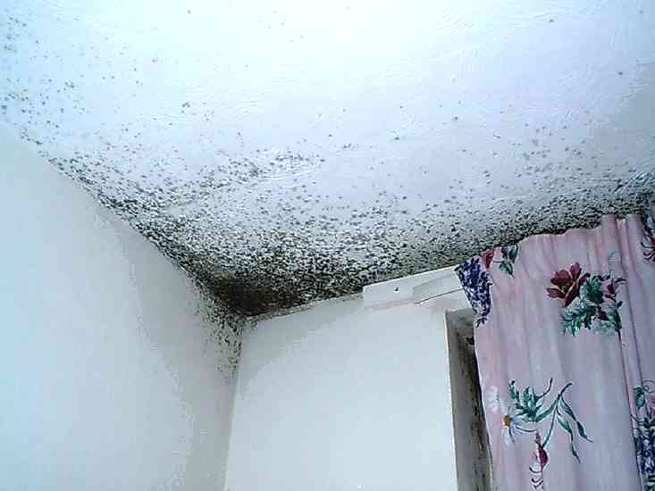 Почему появляется грибок на потолке и как от него избавиться?