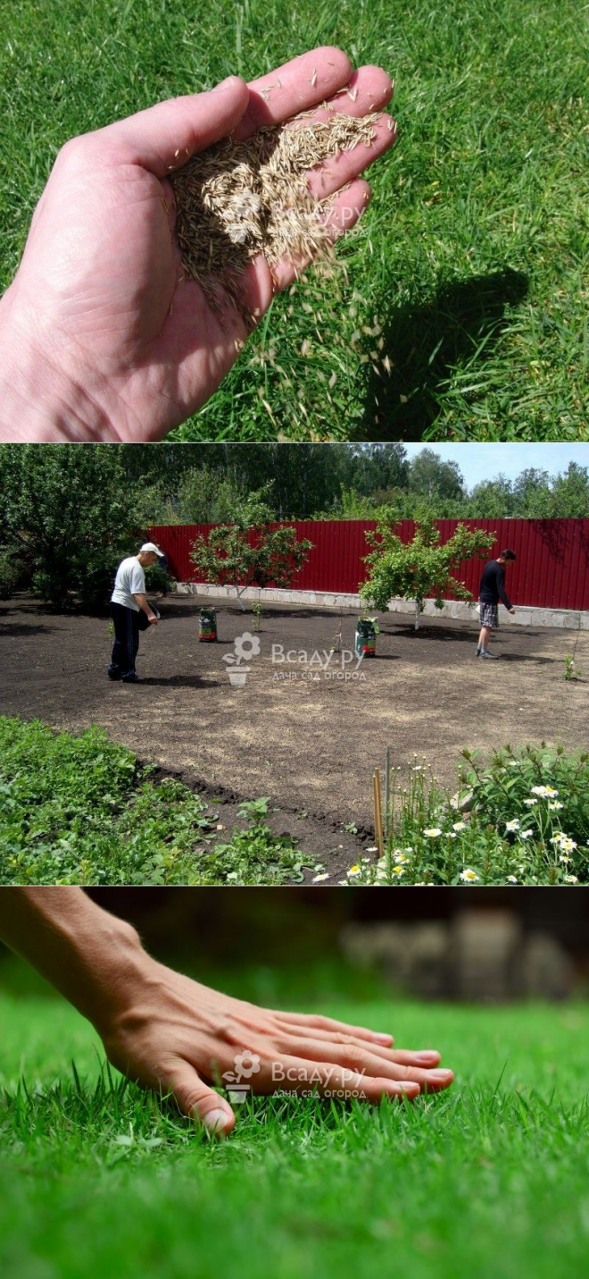 Как посеять газон осенью – все тонкости посадки и ухода | дизайн участка (огород.ru)