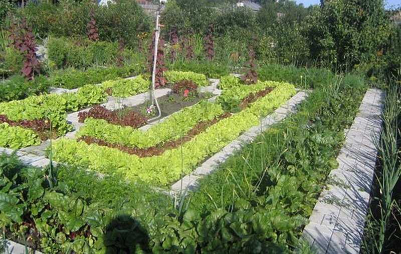 Умный огород без хлопот для пожилых, ленивых: как делать урожайные грядки своими руками, фото