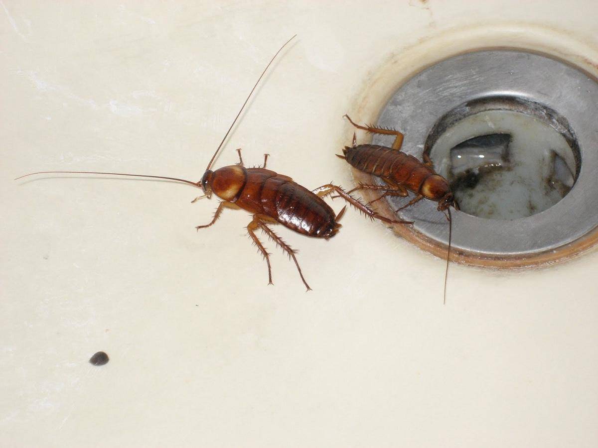 Как избавиться от мокрицы в ванной: способы борьбы с насекомым