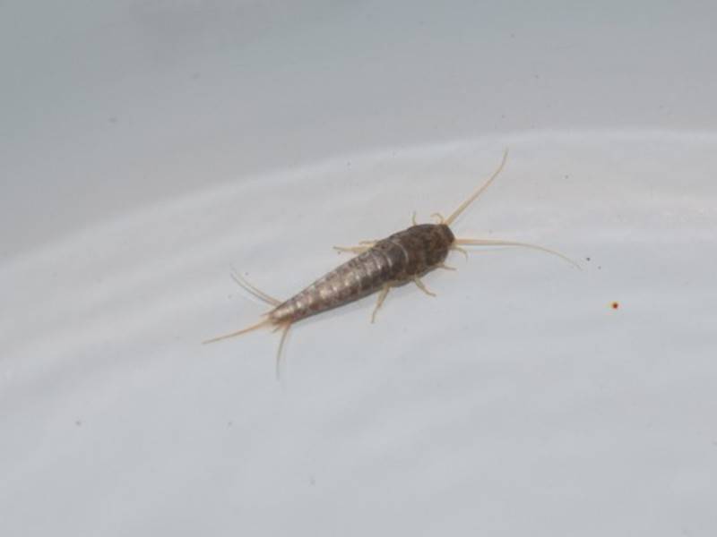 Что делать, если завелись насекомые в ванной?
