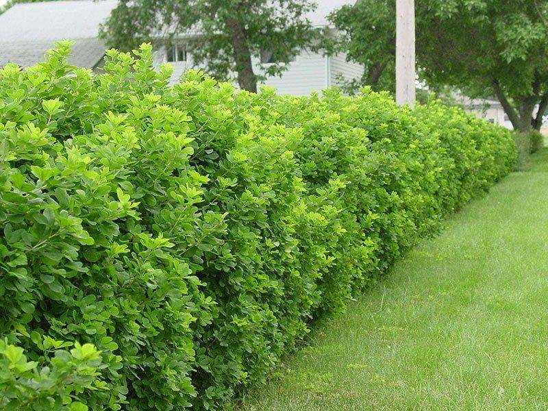 Живая изгородь (быстрорастущая многолетняя вечнозеленая): названия и фото