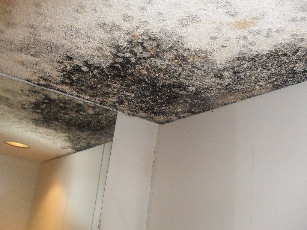 Грибок на потолке в ванной как избавиться - всё о ремонте потолка