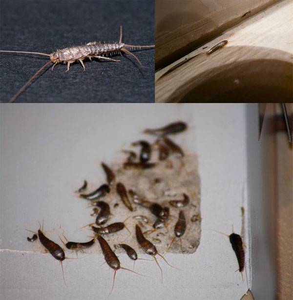 Чешуйница в ванной: как избавиться от неприятного насекомого
