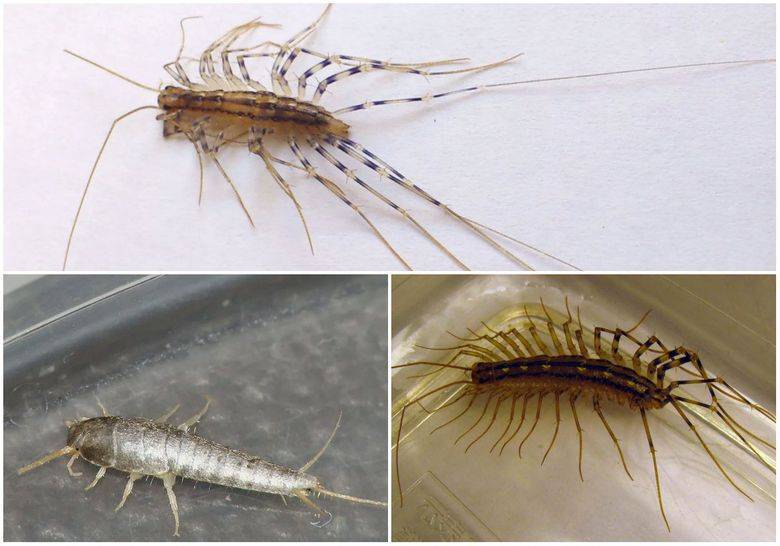 Вынужденное соседство: как избавиться от насекомых в ванной?