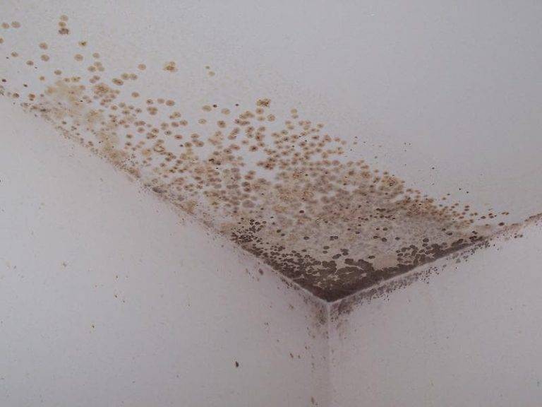 Чем обработать потолок в ванной от плесени
