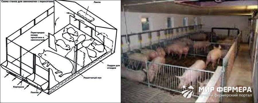 Свинарник (57 фото): план сарая для свиней, строительство своими руками загона для поросят, проект на 100 голов