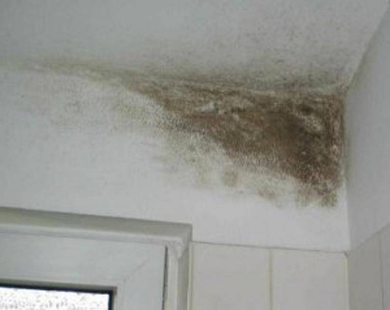Грибок на потолке в ванной как избавиться - всё о ремонте потолка