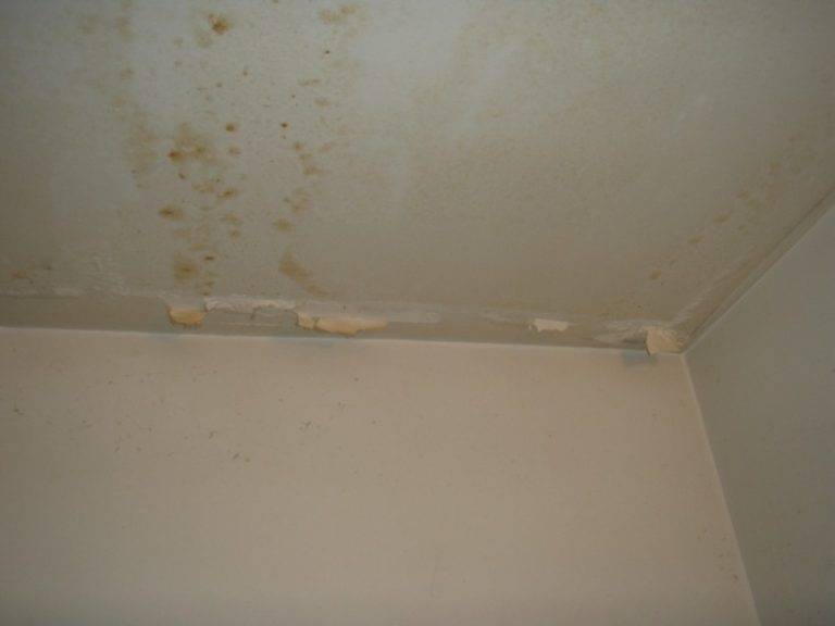 Причины появления и способы удаления грибка на потолке — самые надежные методы