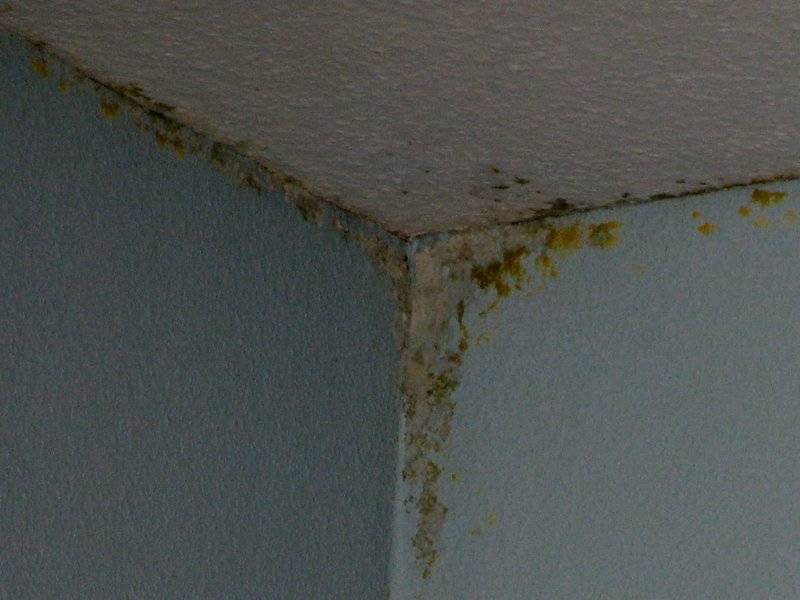 Плесень на потолке в квартире — как убрать в домашних условиях