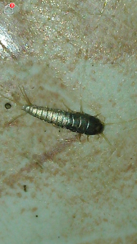 В ванной ползают серебристые червячки. белые насекомые в ванной как избавиться. мокрицы и способы борьбы с ними