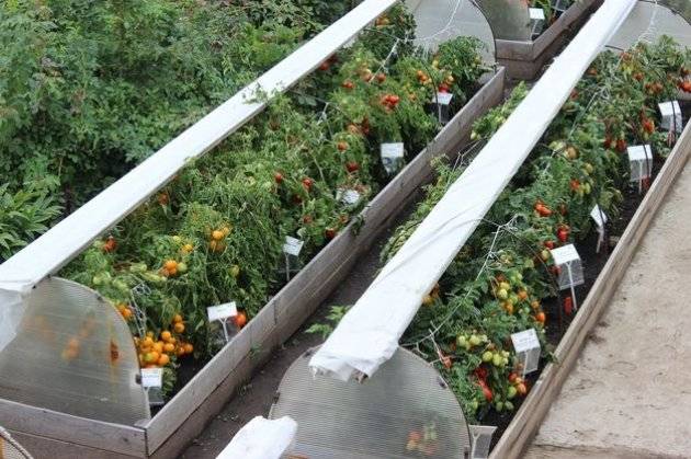 Что можно выращивать в одной теплице одновременно: таблица совместимости овощных культур при посадке? на что влияет соседство овощей?